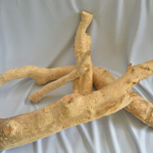 Tongkat Ali / Longjack Tongkat Ali / Malaysia Ginseng - Image 3